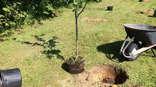 Réunion d'information concernant la plantation des pommiers